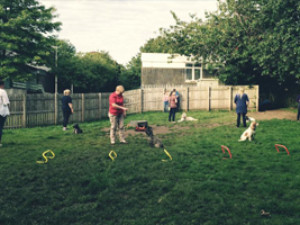 Dog Training